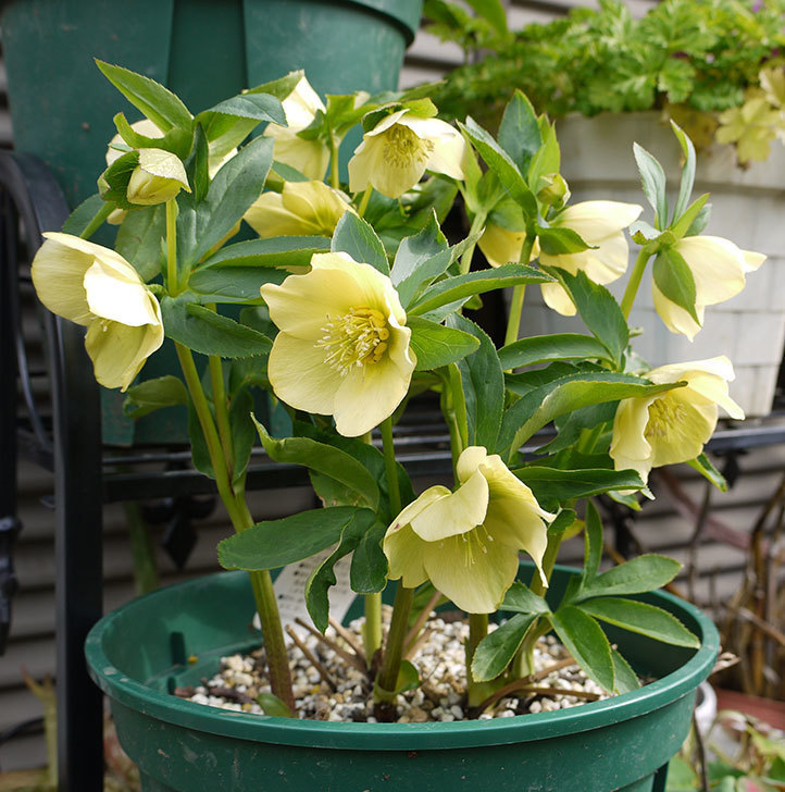 クリスマスローズ オリエンタリスのシングル 黄緑の花が大量に咲いた 16年 花 02memo日記