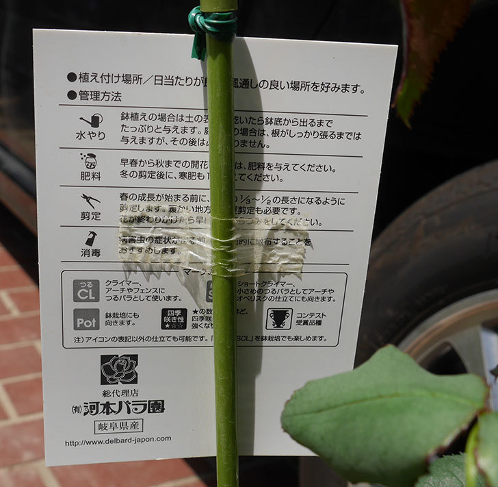 日本最大の日本最大のバラ 苗 ドリュ 2年生 接ぎ木大苗 薔薇 フレンチローズ 苗物