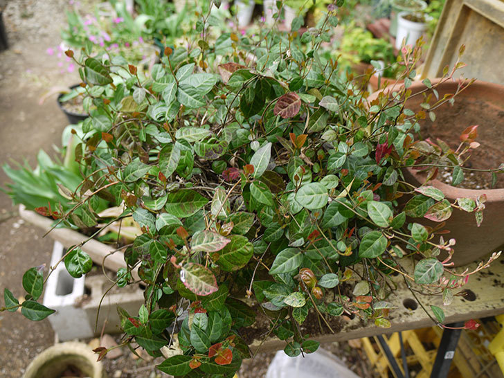 ハツユキカズラの植え替えをした 16年 観葉植物 02memo日記