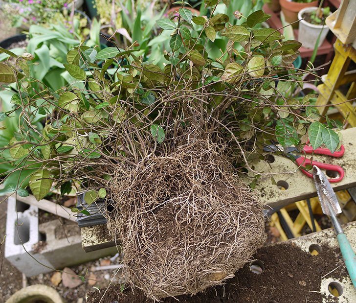 ハツユキカズラの植え替えをした 16年 観葉植物 02memo日記