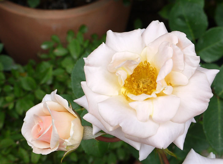 プリティ レディ 木立バラ の開花株の花が咲いた 16年 バラ 02memo日記