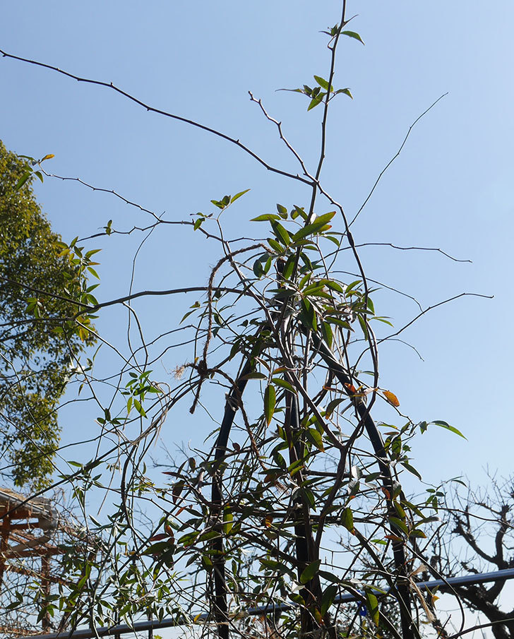 黄モッコウバラ ツルバラ の鉢植えをオベリスクに誘引した 19年 バラ 02memo日記