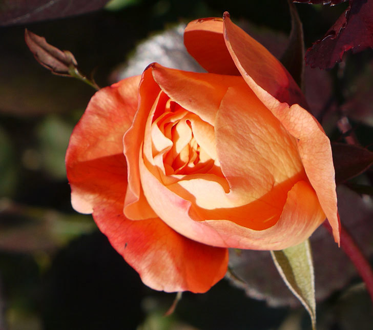 1個だけ蕾を残しておいたレディ・エマ・ハミルトン(木立バラ)が咲いた。2017年-2.jpg