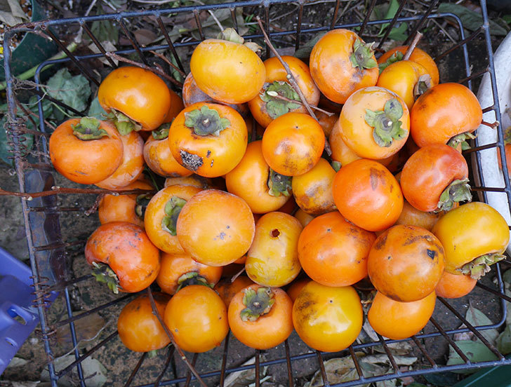 1回目の柿の収穫をした。2017年-8.jpg