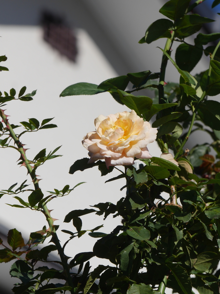 2022-11-16№(0025).JPG