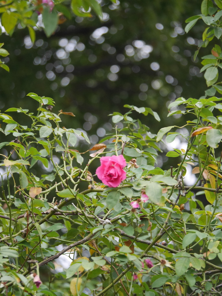 2022-11-20№(0095).JPG