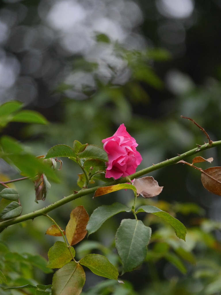 2022-11-20№(0097).JPG