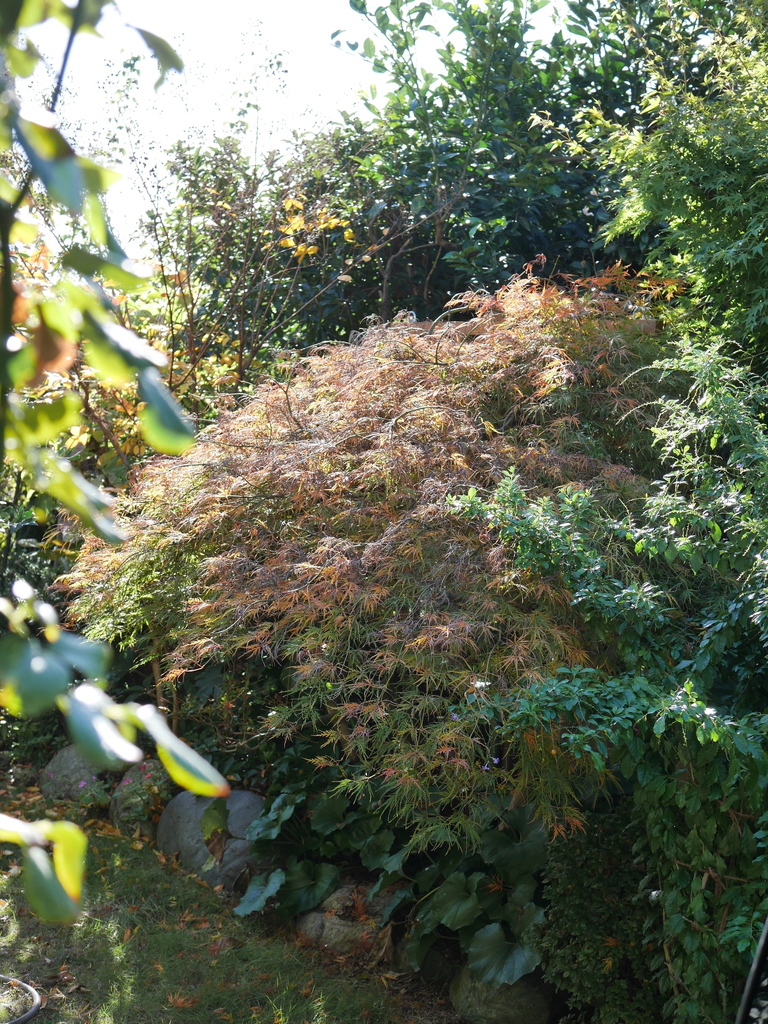 2022-11-27№(0127).JPG