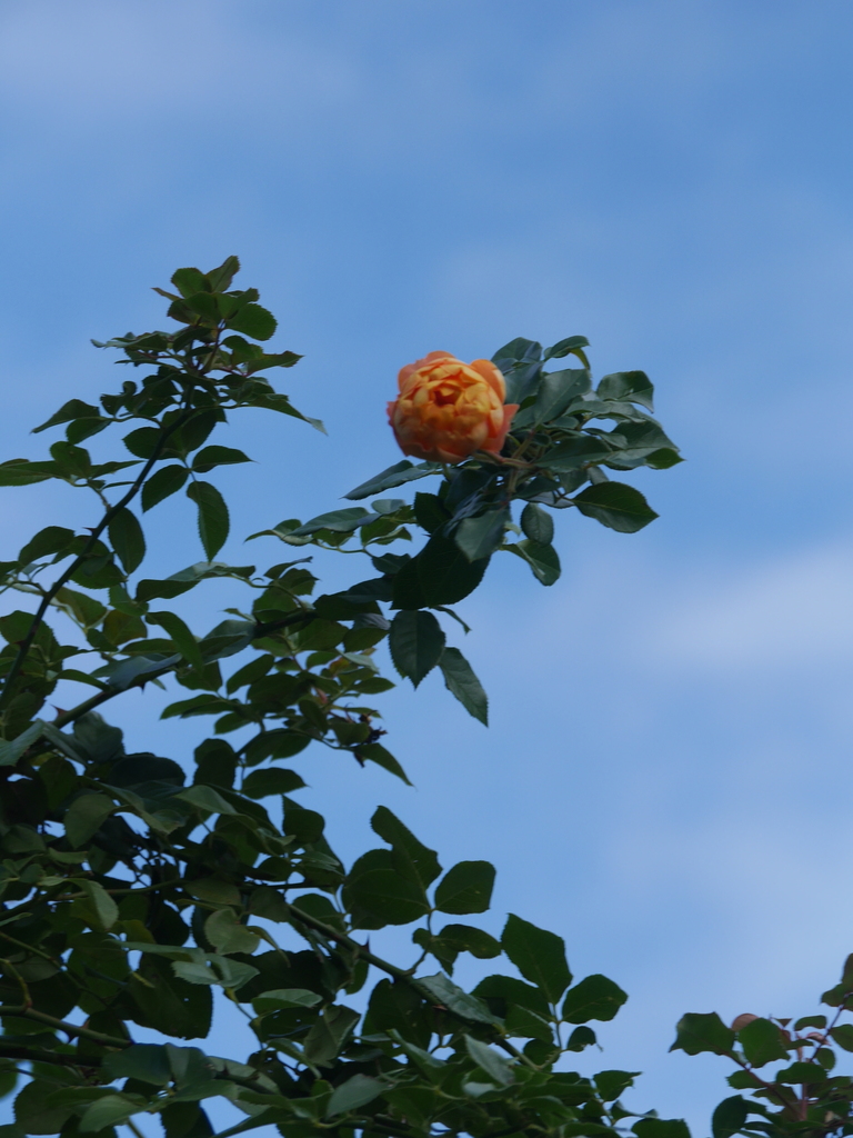 2022-12-03№(0043).JPG