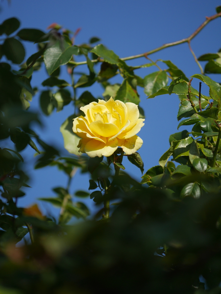 2022-12-04№(0138).JPG