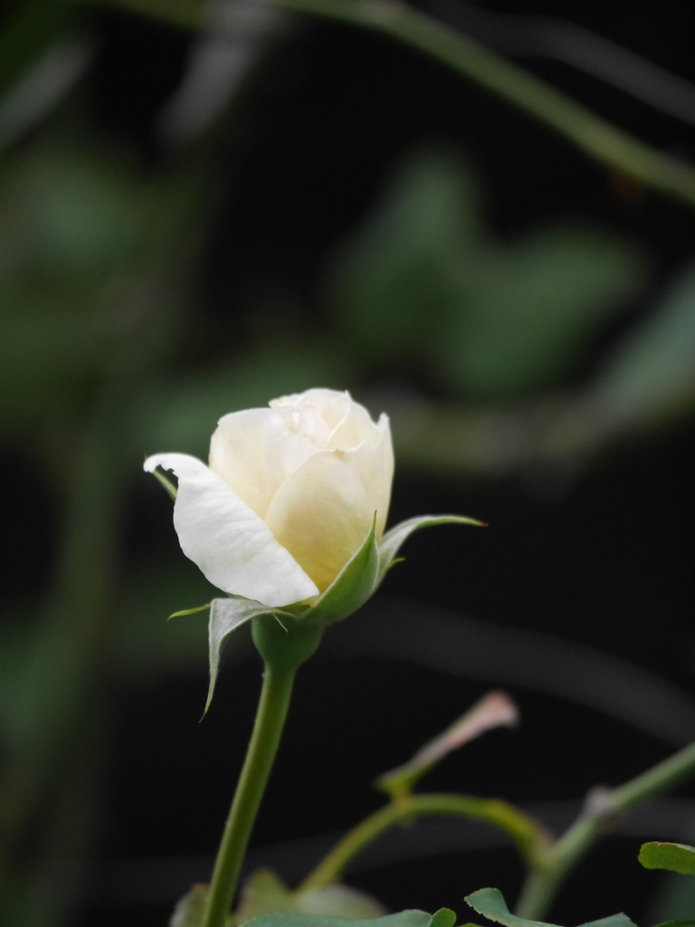 2022-12-05№(0123).JPG