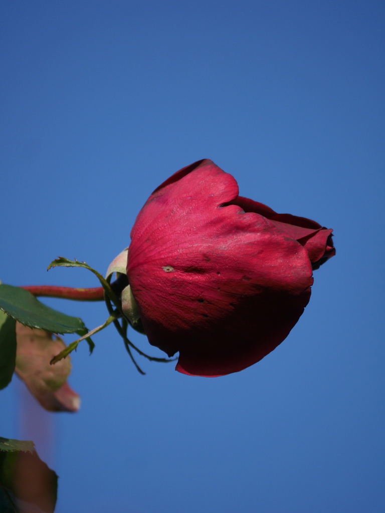 2022-12-12№(0050).JPG