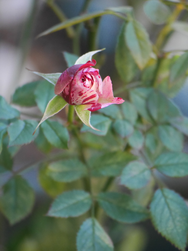 2023-01-10№(0023).JPG