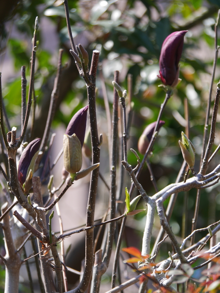 2023-03-19 12_39№(0004).JPG