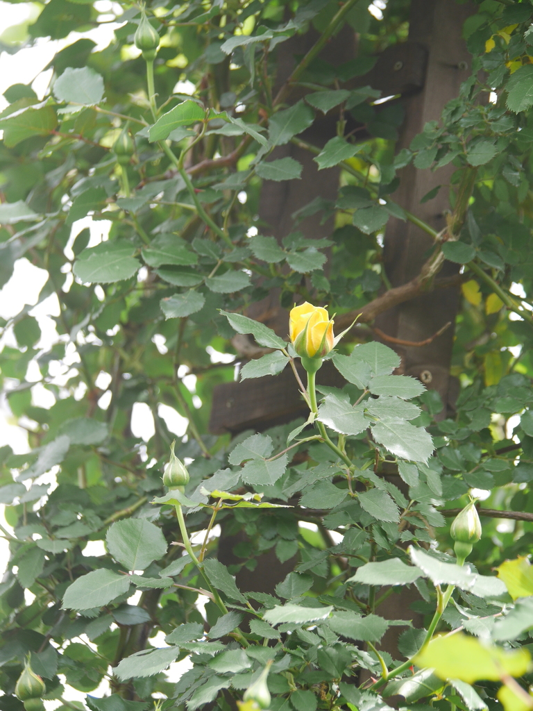 2023-04-14 11_13№(0050).JPG