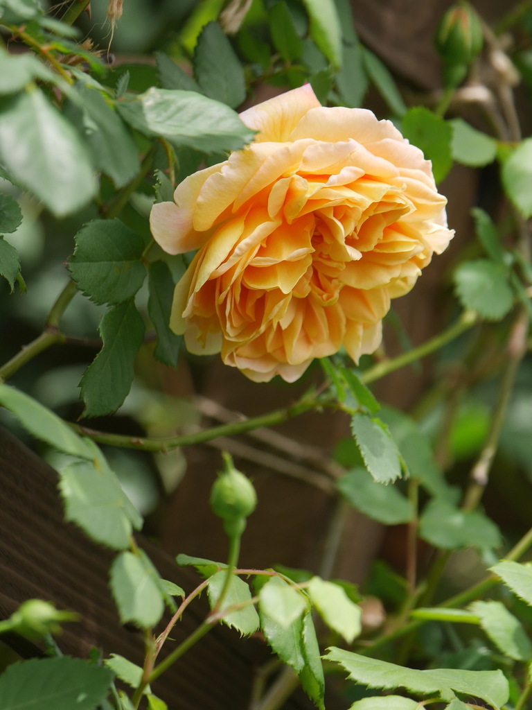 2023-04-14 11_14№(0057).JPG