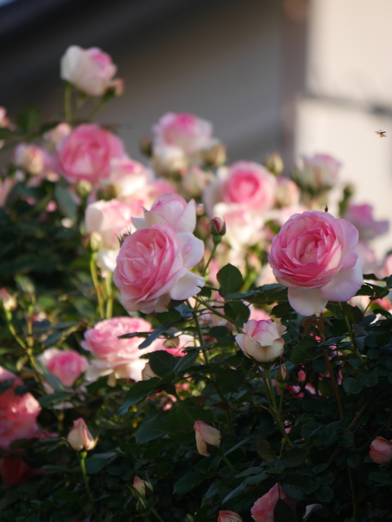 2023-05-04 06_02№(0021).JPG