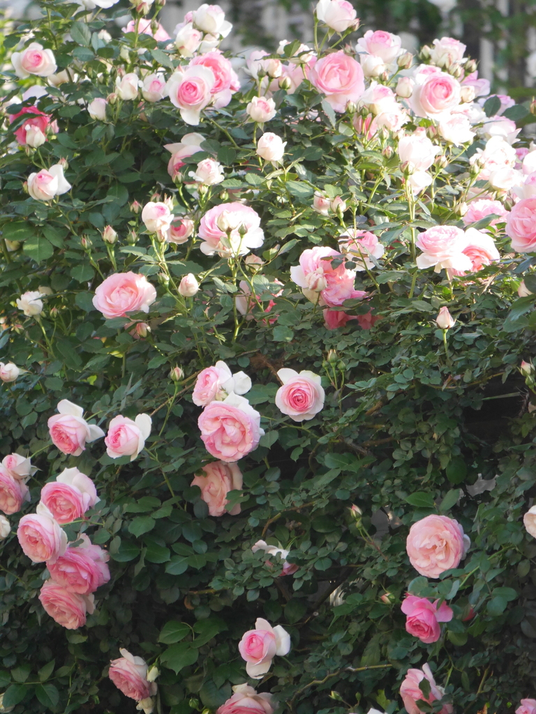 2023-05-04 06_03№(0031).JPG