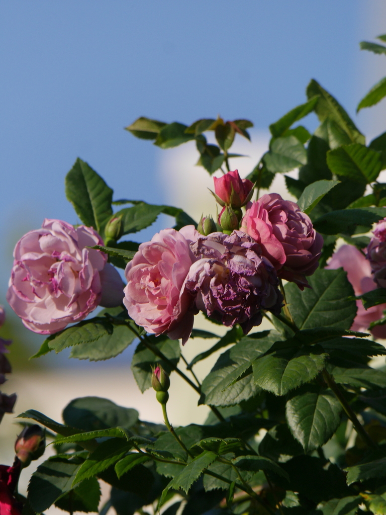 2023-05-04 06_19№(0293).JPG