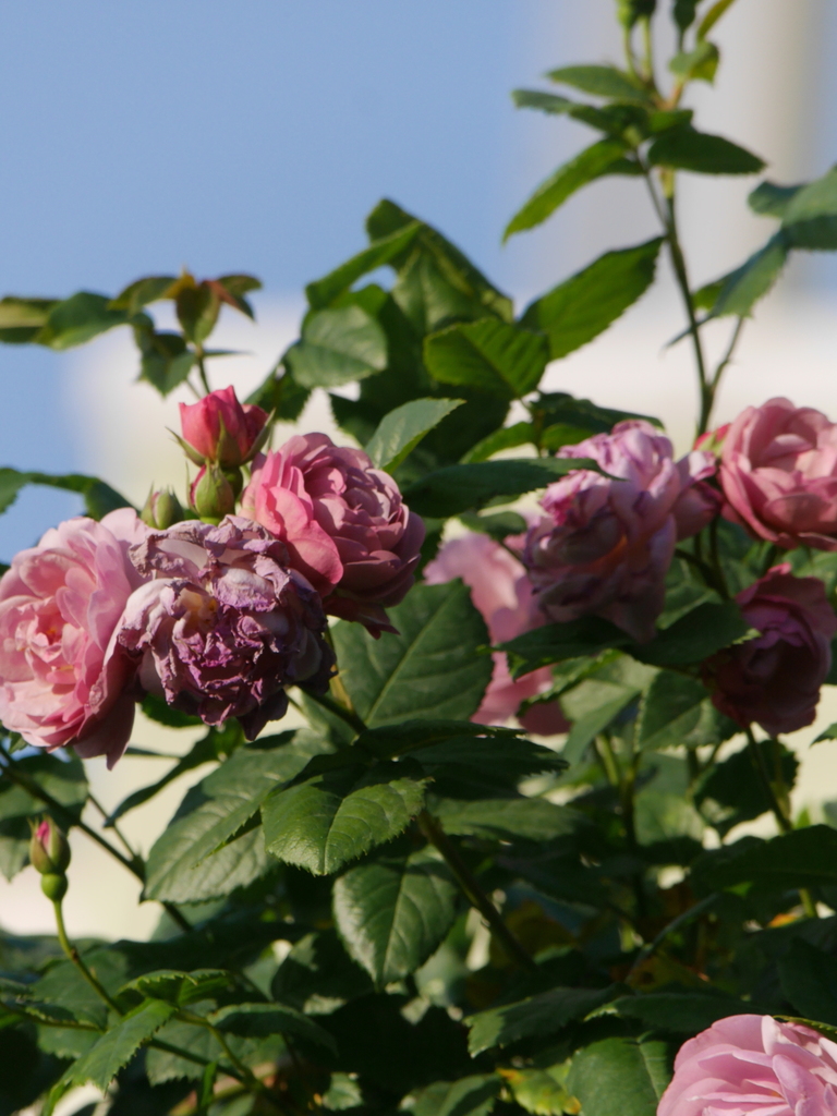 2023-05-04 06_19№(0295).JPG