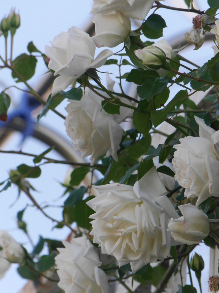 2023-05-04 06_27№(0389).JPG