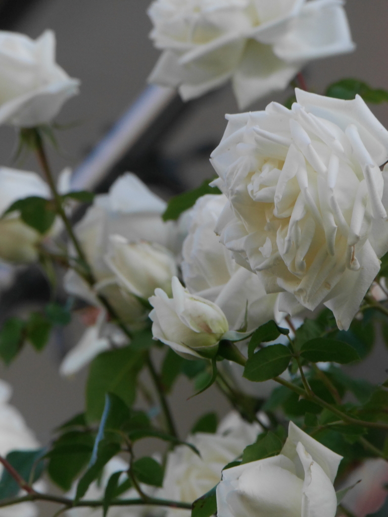 2023-05-04 06_27№(0390).JPG