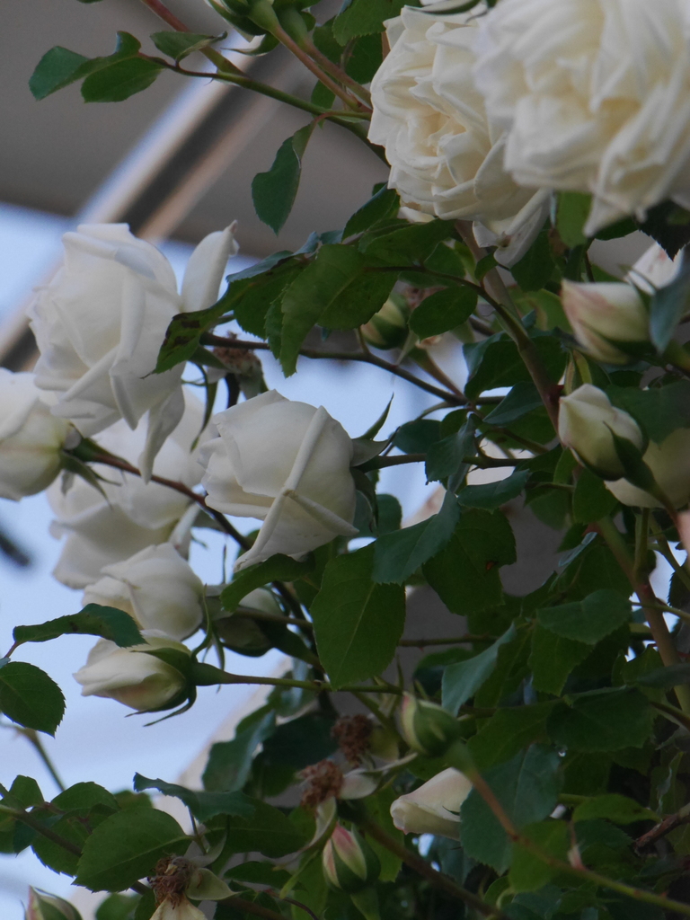 2023-05-04 06_27№(0391).JPG