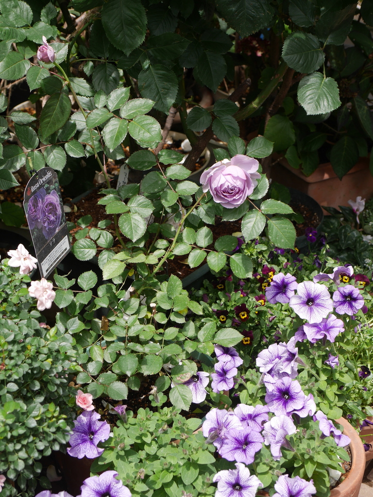 2023-05-06 12_09№(0419).JPG