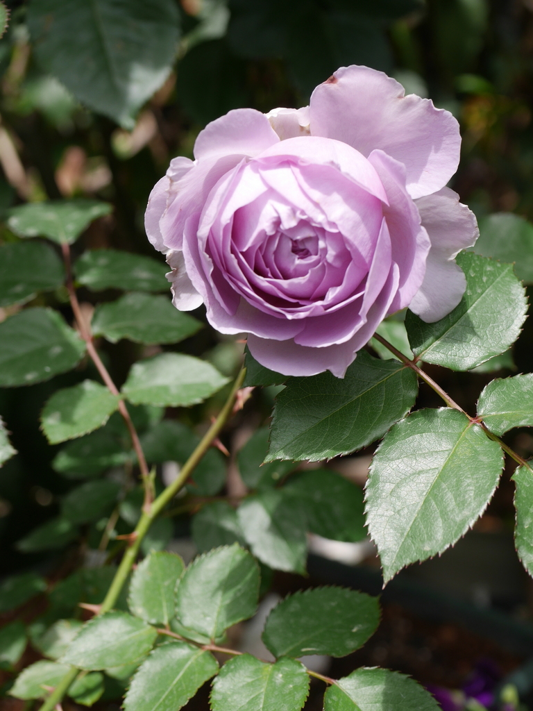 2023-05-06 12_10№(0420).JPG
