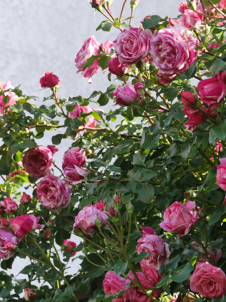 2023-05-09 07_20№(0555).JPG