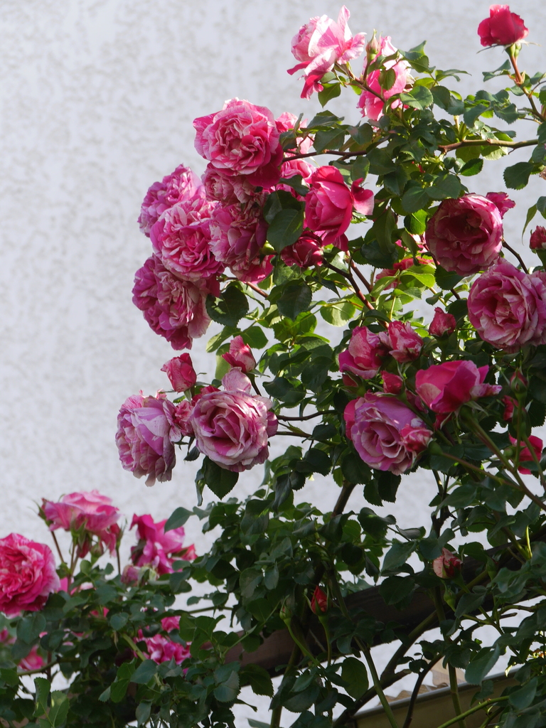 2023-05-09 07_20№(0556).JPG