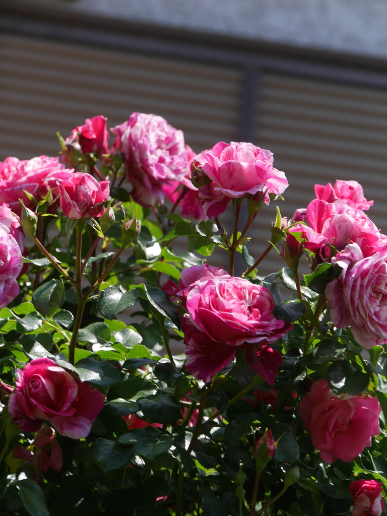 2023-05-09 10_56№(0713).JPG