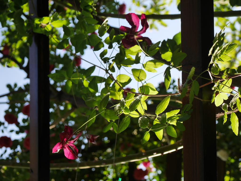 2023-05-10 06_47№(0442).JPG