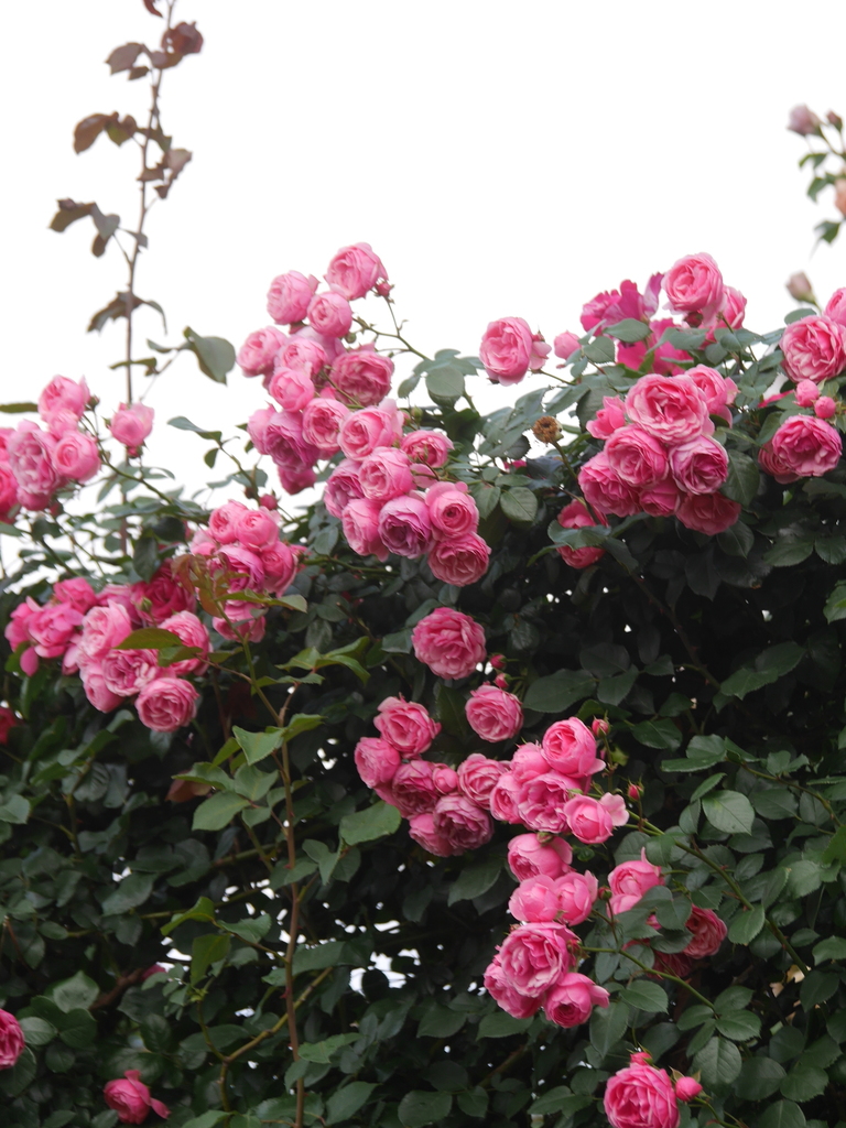 2023-05-12 06_27№(0035).JPG