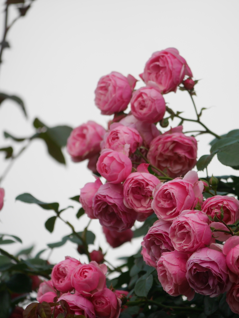 2023-05-12 06_27№(0036).JPG