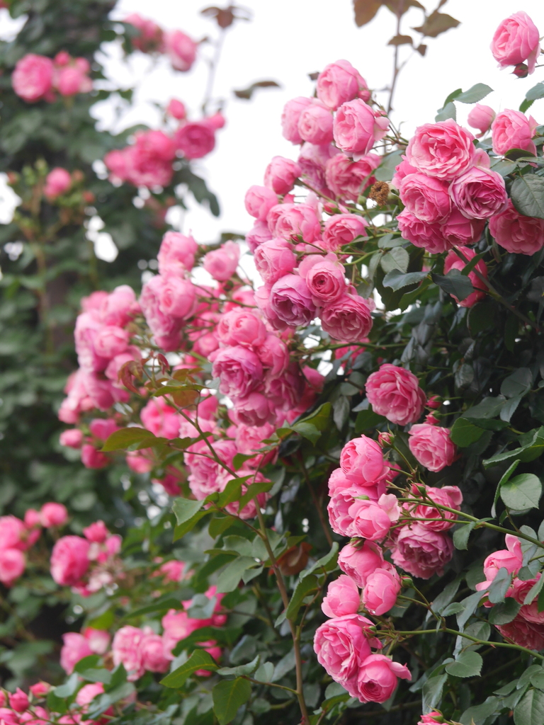 2023-05-12 06_28№(0052).JPG
