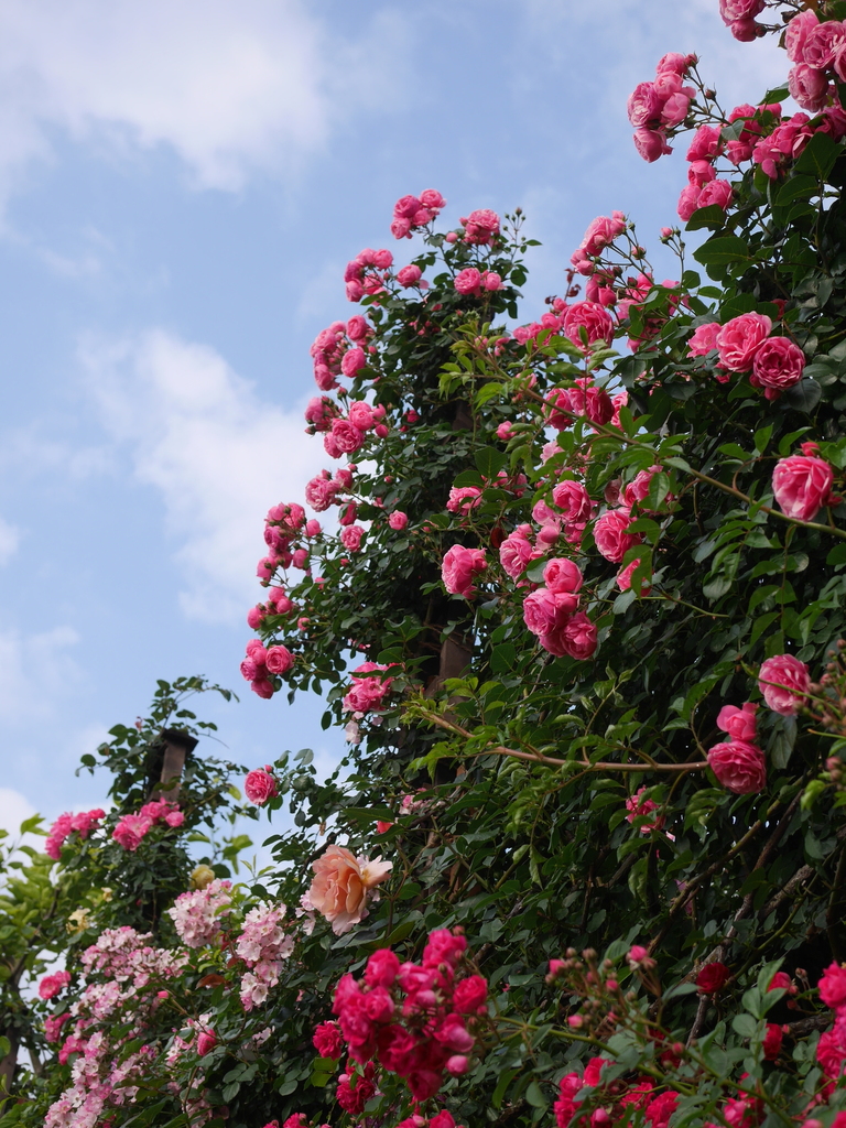 2023-05-12 06_42№(0196).JPG