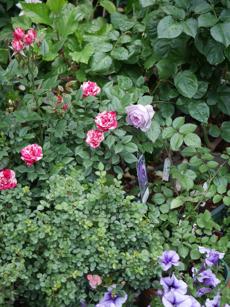 2023-05-12 06_46№(0232).JPG
