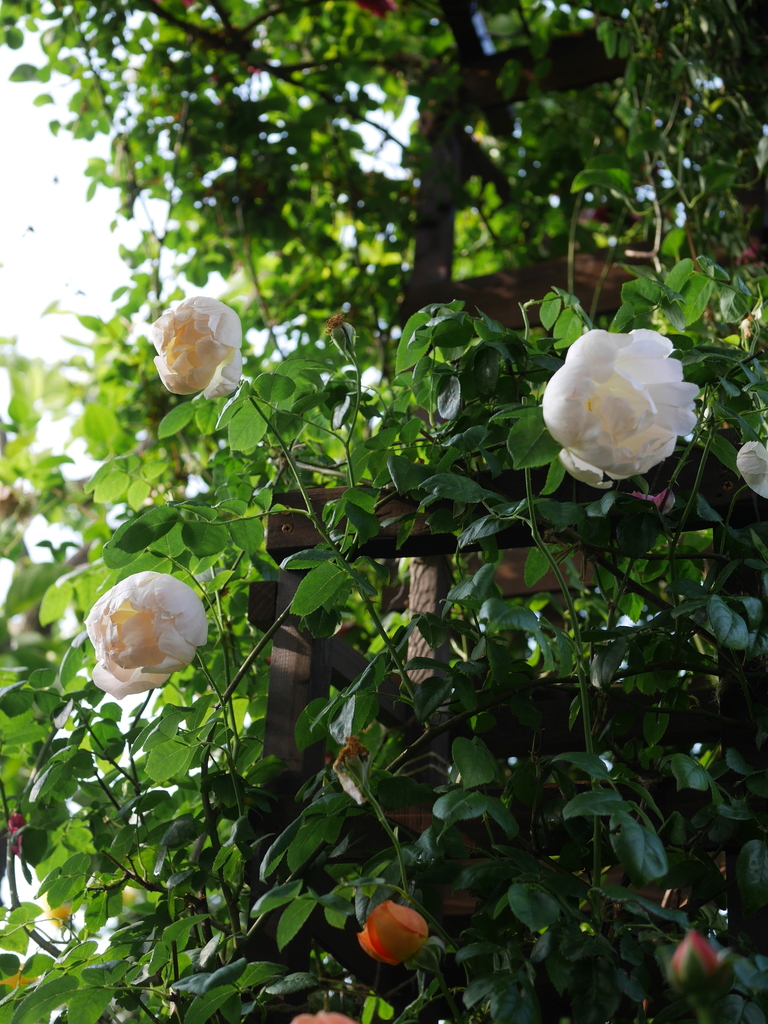 2023-05-12 06_57№(0368).JPG