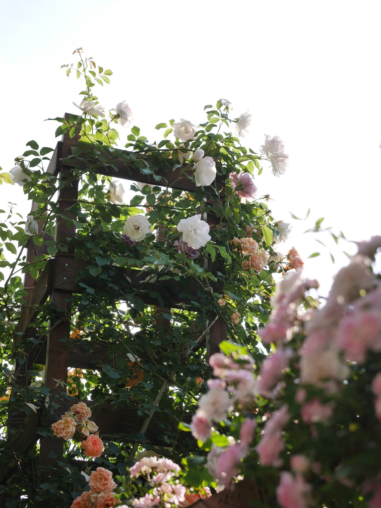 2023-05-12 07_02№(0397).JPG