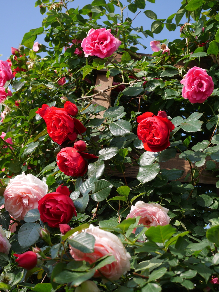 2023-05-12 07_04№(0408).JPG