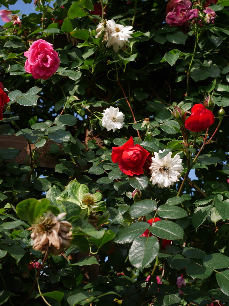 2023-05-12 07_04№(0409).JPG