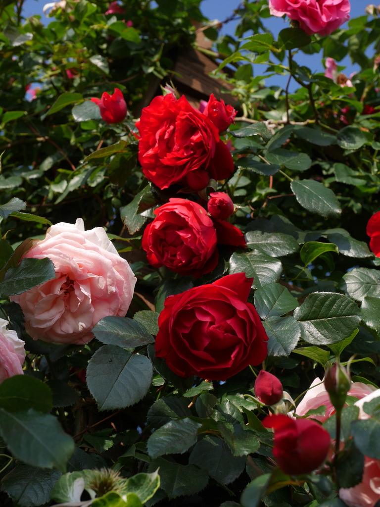 2023-05-12 07_04№(0411).JPG