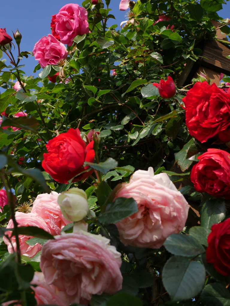 2023-05-12 07_04№(0412).JPG