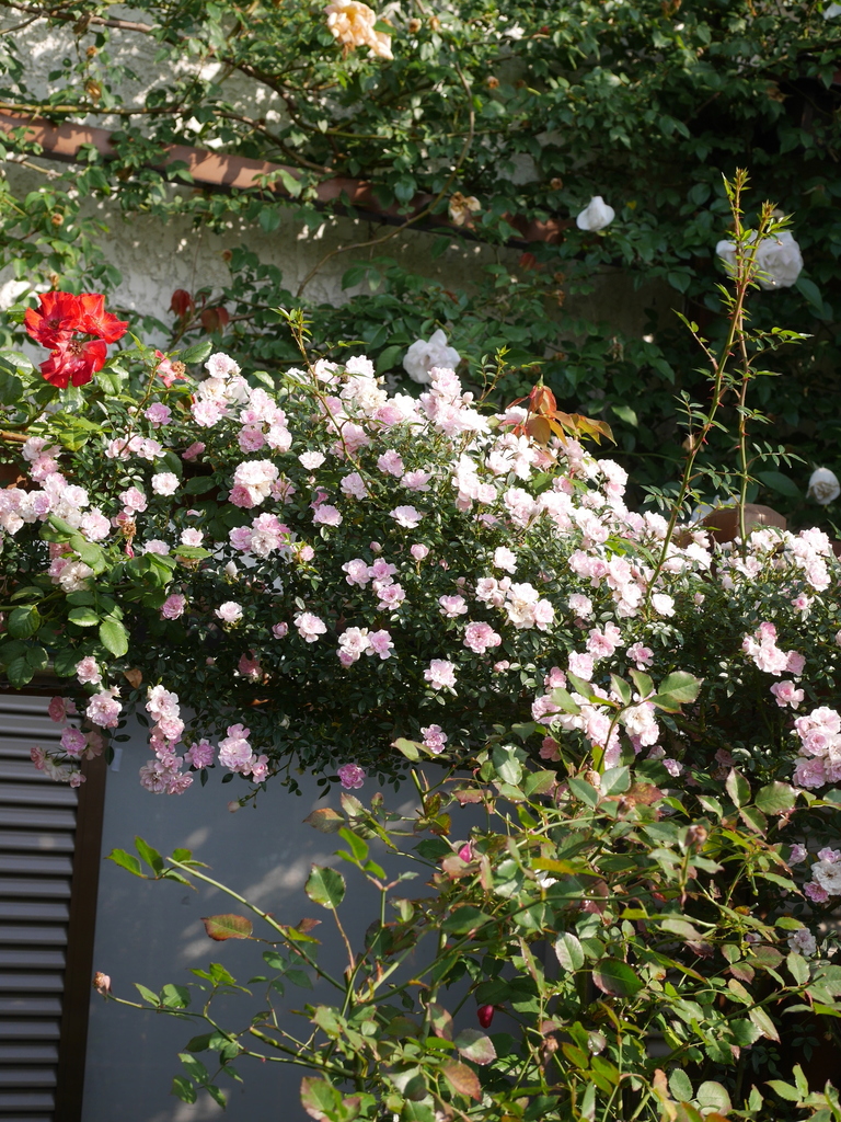 2023-05-12 07_05№(0418).JPG