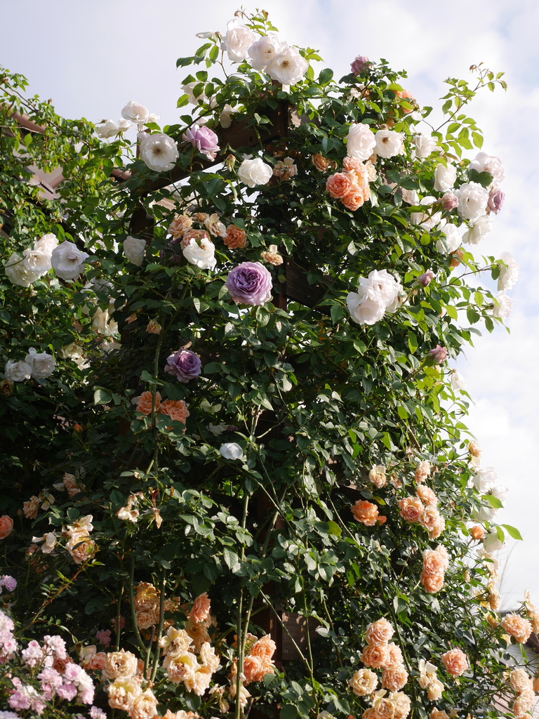 2023-05-12 07_05№(0419).JPG
