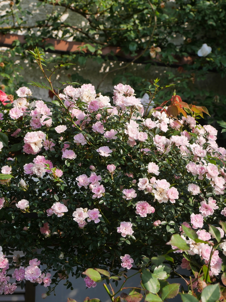 2023-05-12 07_05№(0423).JPG