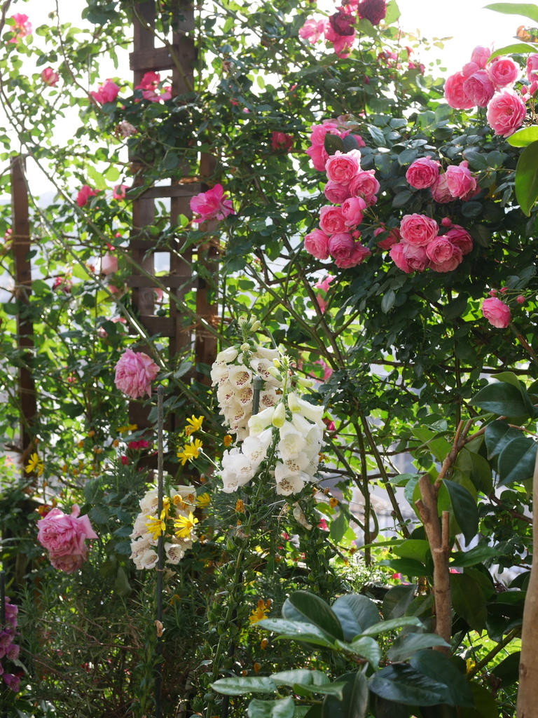 2023-05-12 07_06№(0424).JPG