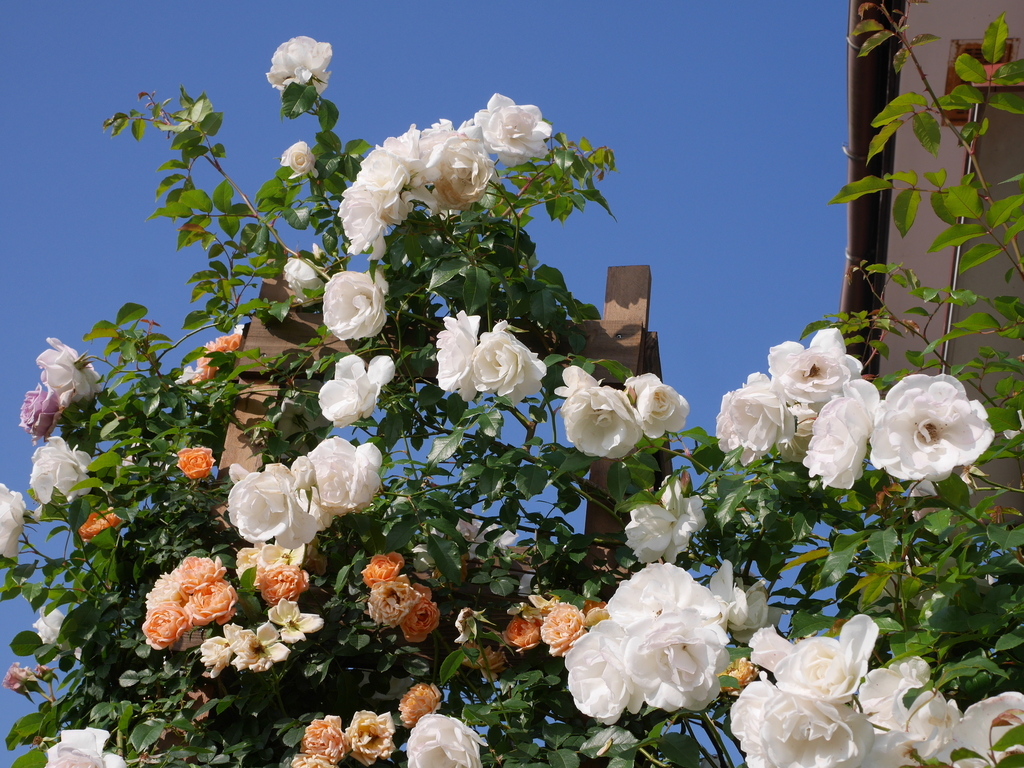 2023-05-12 07_06№(0430).JPG