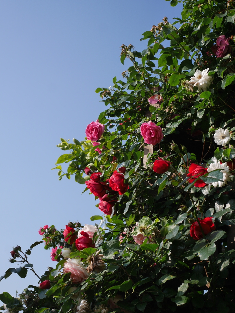 2023-05-12 07_07№(0442).JPG